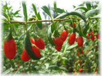 Goji Berry